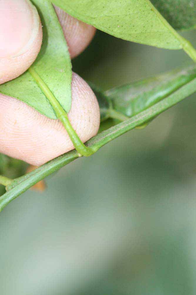              Petiole (Riverside, CA)       